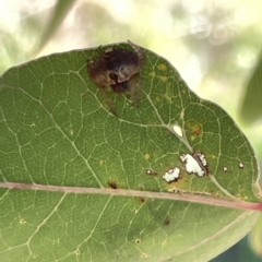 Dolophones sp. (genus) at Ainslie, ACT - 25 Feb 2023 04:18 PM