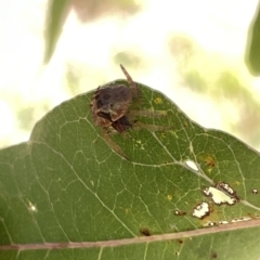 Dolophones sp. (genus) at Ainslie, ACT - 25 Feb 2023 04:18 PM