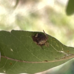 Dolophones sp. (genus) at Ainslie, ACT - 25 Feb 2023