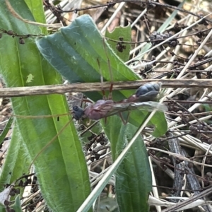 Myrmecia nigriceps at Ainslie, ACT - 25 Feb 2023 04:18 PM