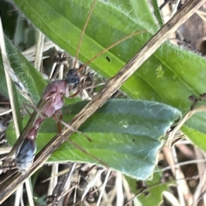 Myrmecia nigriceps at Ainslie, ACT - 25 Feb 2023 04:18 PM