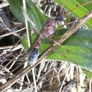 Myrmecia nigriceps at Ainslie, ACT - 25 Feb 2023 04:18 PM