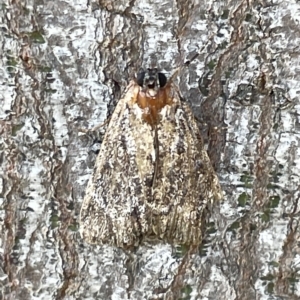 Spectrotrota fimbrialis at Ainslie, ACT - 25 Feb 2023