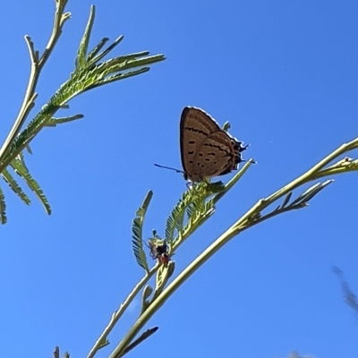 Jalmenus ictinus (Stencilled Hairstreak) at Ainslie, ACT - 25 Feb 2023 by Hejor1