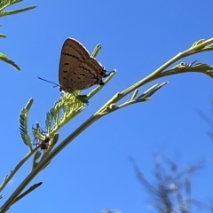 Jalmenus ictinus at Ainslie, ACT - 25 Feb 2023