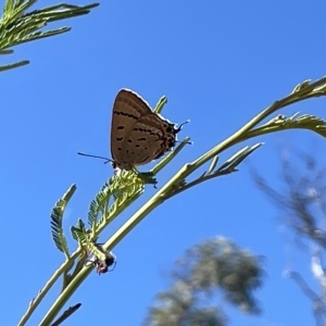 Jalmenus ictinus at Ainslie, ACT - 25 Feb 2023