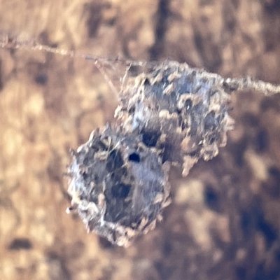 Celaenia calotoides (Bird-dropping spider) at Mount Ainslie - 25 Feb 2023 by Hejor1