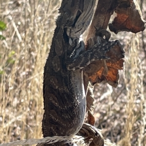 Pogona barbata at Ainslie, ACT - suppressed