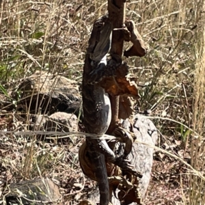 Pogona barbata at Ainslie, ACT - suppressed