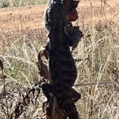 Pogona barbata at Ainslie, ACT - suppressed