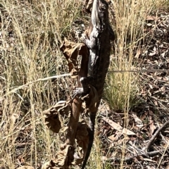 Pogona barbata at Ainslie, ACT - suppressed