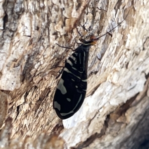 Porismus strigatus at Ainslie, ACT - 25 Feb 2023 04:36 PM