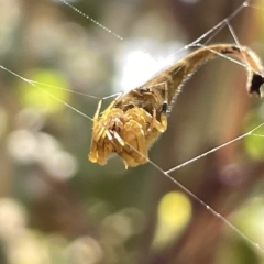 Arachnura higginsi at Ainslie, ACT - 25 Feb 2023