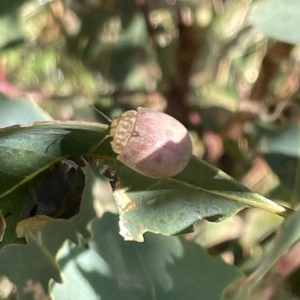 Paropsis atomaria at Ainslie, ACT - 25 Feb 2023