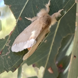 Euproctis baliolalis at Ainslie, ACT - 25 Feb 2023 03:23 PM