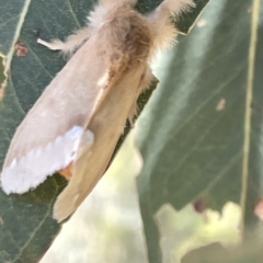 Euproctis baliolalis at Ainslie, ACT - 25 Feb 2023 03:23 PM