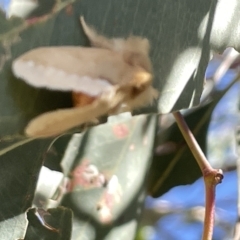 Euproctis baliolalis at Ainslie, ACT - 25 Feb 2023 03:23 PM