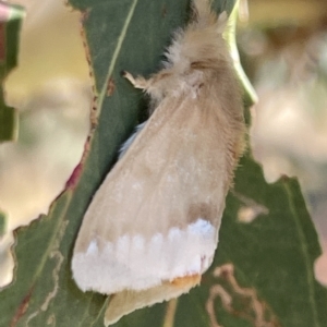 Euproctis baliolalis at Ainslie, ACT - 25 Feb 2023 03:23 PM