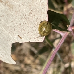 Paropsisterna cloelia (Eucalyptus variegated beetle) at Ainslie, ACT - 25 Feb 2023 by Hejor1