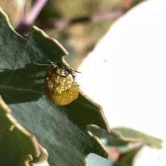 Paropsisterna cloelia at Ainslie, ACT - 25 Feb 2023