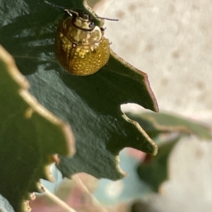 Paropsisterna cloelia at Ainslie, ACT - 25 Feb 2023