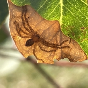 Sparassidae (family) at Ainslie, ACT - 25 Feb 2023