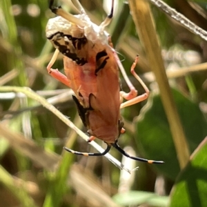 Amorbus sp. (genus) at Ainslie, ACT - 25 Feb 2023