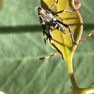 Amorbus sp. (genus) at Ainslie, ACT - 25 Feb 2023