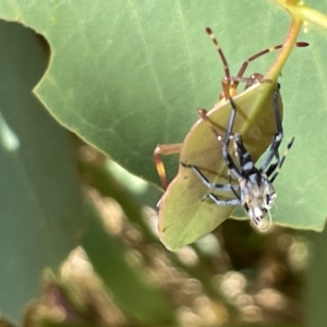 Amorbus sp. (genus) at Ainslie, ACT - 25 Feb 2023 03:13 PM