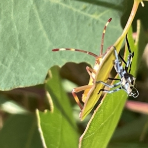 Amorbus sp. (genus) at Ainslie, ACT - 25 Feb 2023