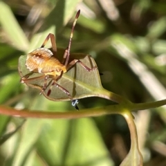 Amorbus sp. (genus) at Ainslie, ACT - 25 Feb 2023