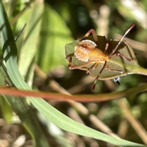 Amorbus sp. (genus) at Ainslie, ACT - 25 Feb 2023 03:13 PM