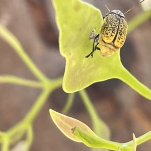 Aporocera (Aporocera) erosa at Ainslie, ACT - 25 Feb 2023