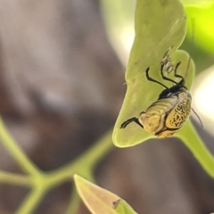 Aporocera (Aporocera) erosa at Ainslie, ACT - 25 Feb 2023