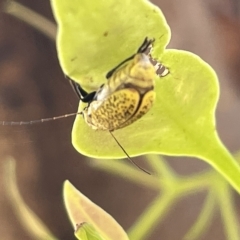 Aporocera (Aporocera) erosa at Ainslie, ACT - 25 Feb 2023