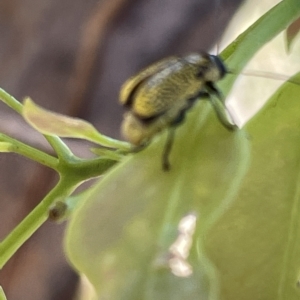 Aporocera (Aporocera) erosa at Ainslie, ACT - 25 Feb 2023