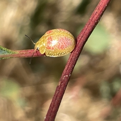 Paropsisterna fastidiosa (Eucalyptus leaf beetle) at Ainslie, ACT - 25 Feb 2023 by Hejor1