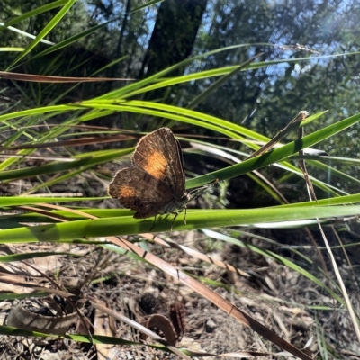 Paralucia aurifera (Bright Copper) at Wonboyn North, NSW - 24 Feb 2023 by SimoneC