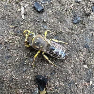 Bembix sp. (genus) (Unidentified Bembix sand wasp) at Iguana Creek, VIC - 21 Feb 2023 by SimoneC