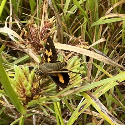 Trapezites symmomus at Iguana Creek, VIC - 21 Feb 2023 by SimoneC