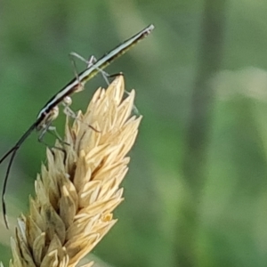 Mutusca brevicornis at Isaacs, ACT - 25 Feb 2023