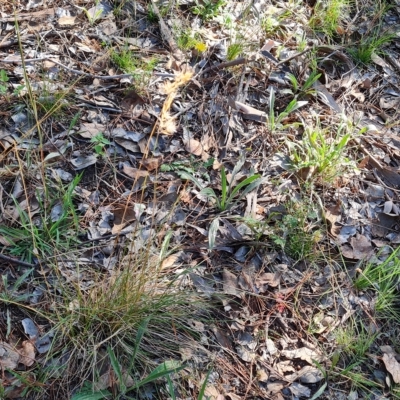 Rytidosperma sp. (Wallaby Grass) at Isaacs, ACT - 25 Feb 2023 by Mike