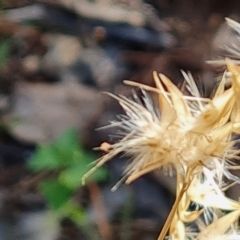 Rytidosperma sp. at Isaacs, ACT - 25 Feb 2023