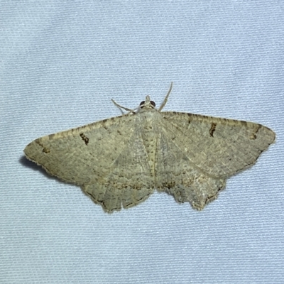 Dissomorphia australiaria (Dissomorphia australiaria) at Jerrabomberra, NSW - 18 Feb 2023 by Steve_Bok