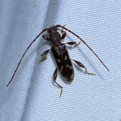 Bethelium diversicorne (Wattle Longhorn) at Jerrabomberra, NSW - 18 Feb 2023 by SteveBorkowskis