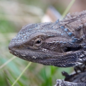 Pogona barbata at Hughes, ACT - 25 Feb 2023