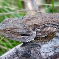 Pogona barbata at Hughes, ACT - 25 Feb 2023