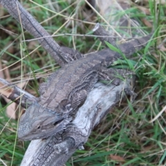 Pogona barbata at Hughes, ACT - 25 Feb 2023