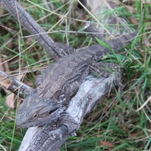 Pogona barbata at Hughes, ACT - 25 Feb 2023