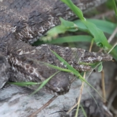 Pogona barbata at Hughes, ACT - 25 Feb 2023